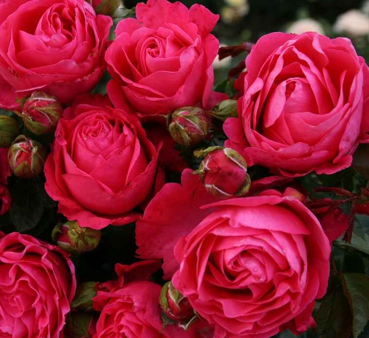 Роза Черри Леди