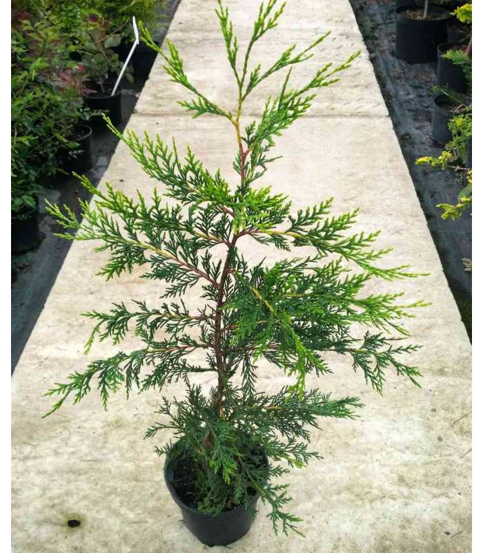 Купрессоципарис Лейланда Кастлевеллан