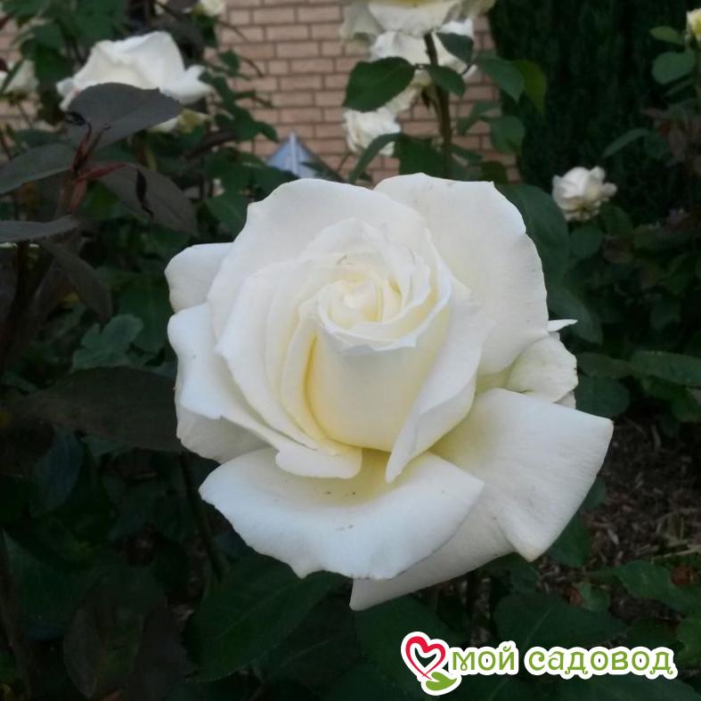 Роза чайно-гибридная Мемори