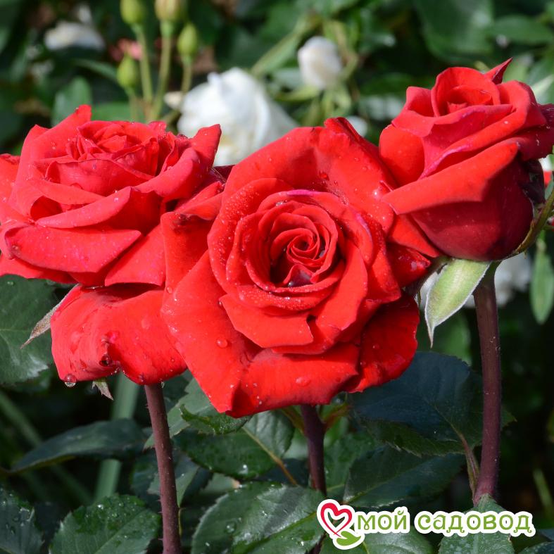 Роза Апопочка