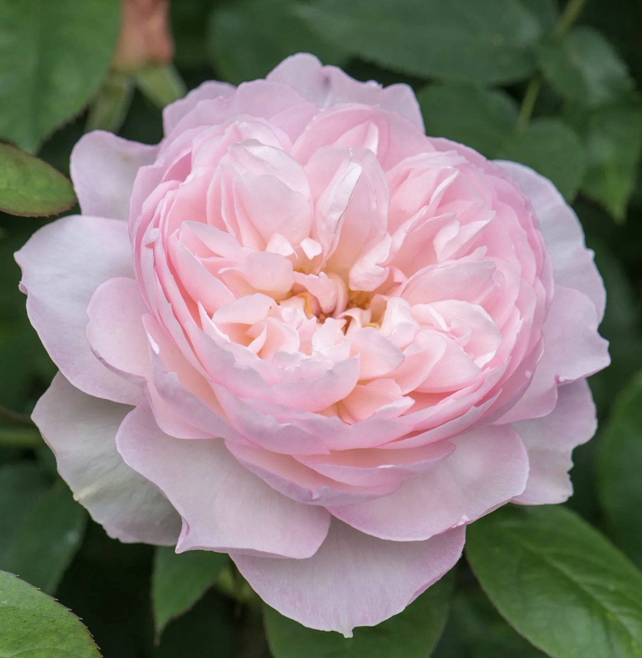 Роза Джентл Гермионе