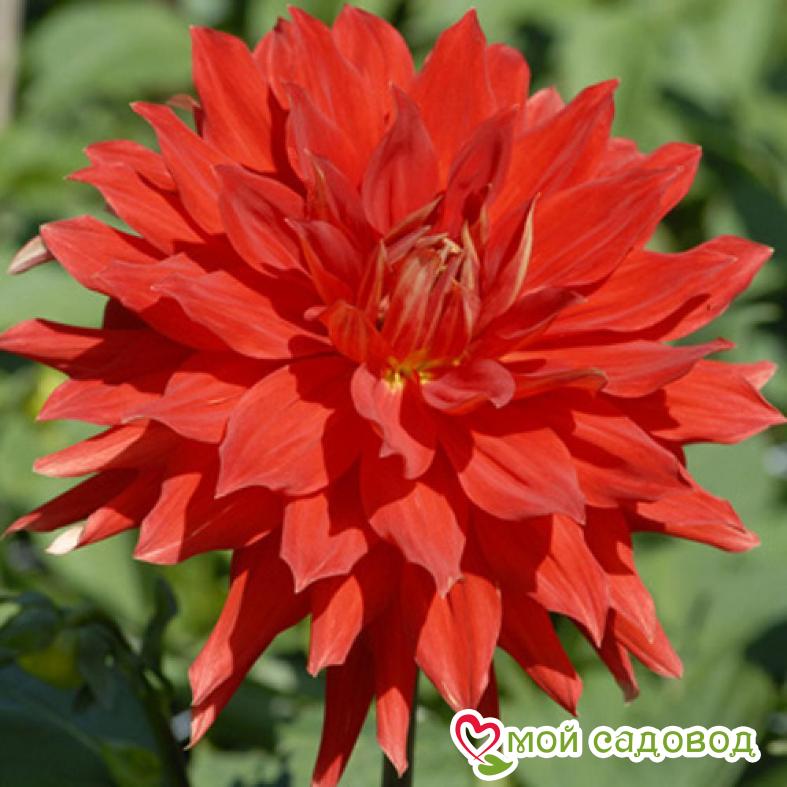 Георгина Вулкан