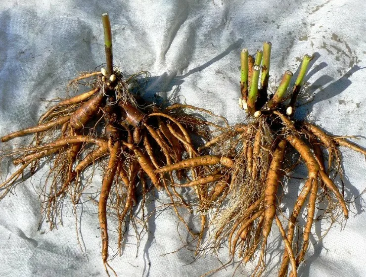 Лилейник Чанг Династи